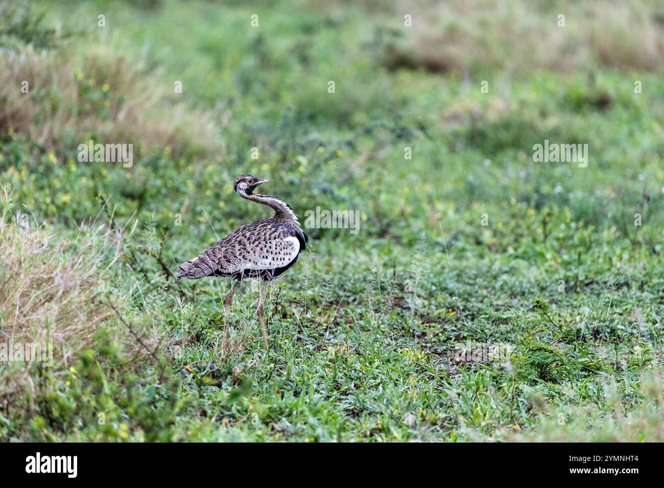 Outarde à ventre noir (Lissotis melanogaster), Zimanga, Afrique du Sud Banque D'Images