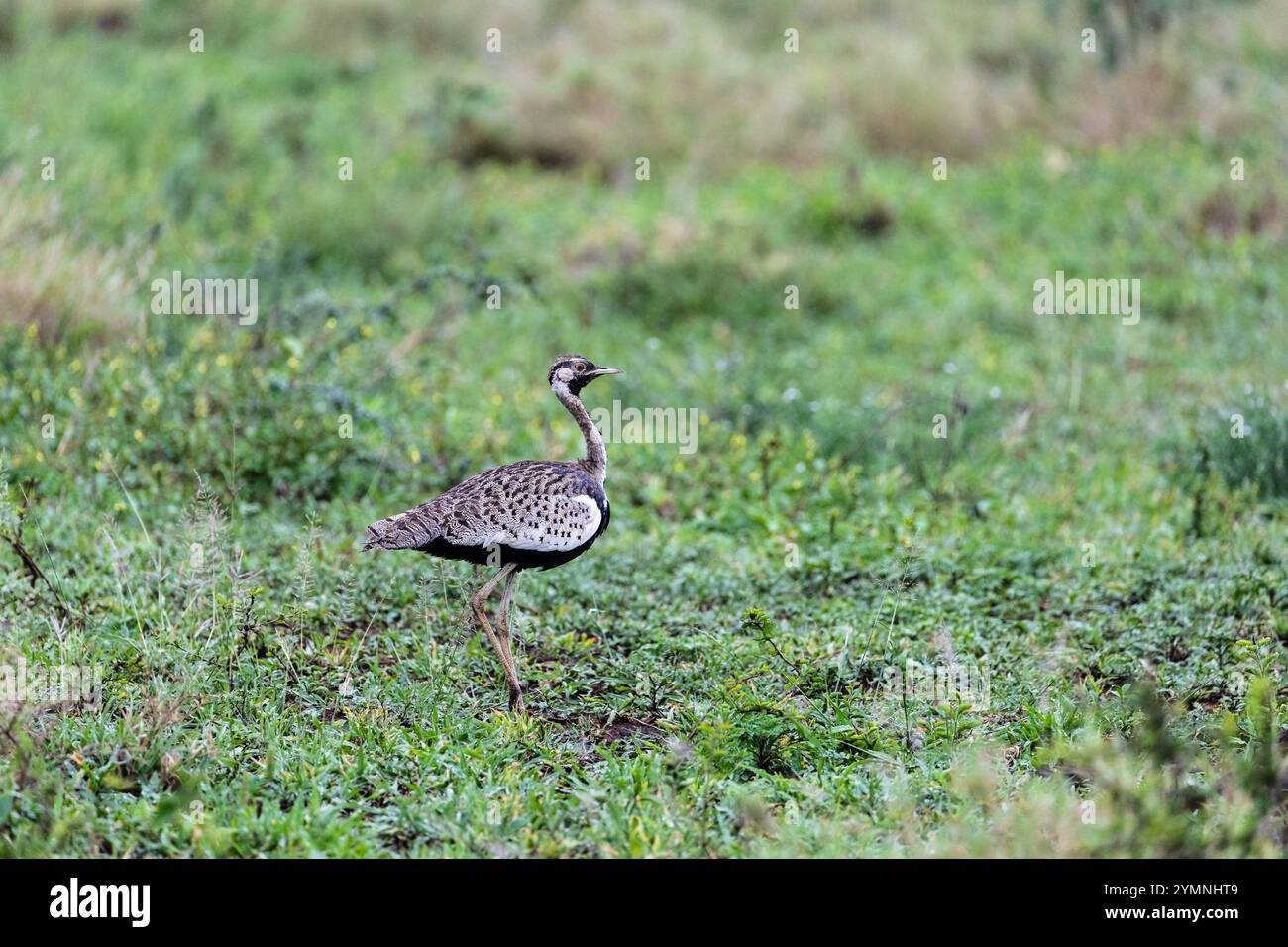 Outarde à ventre noir (Lissotis melanogaster), Zimanga, Afrique du Sud Banque D'Images