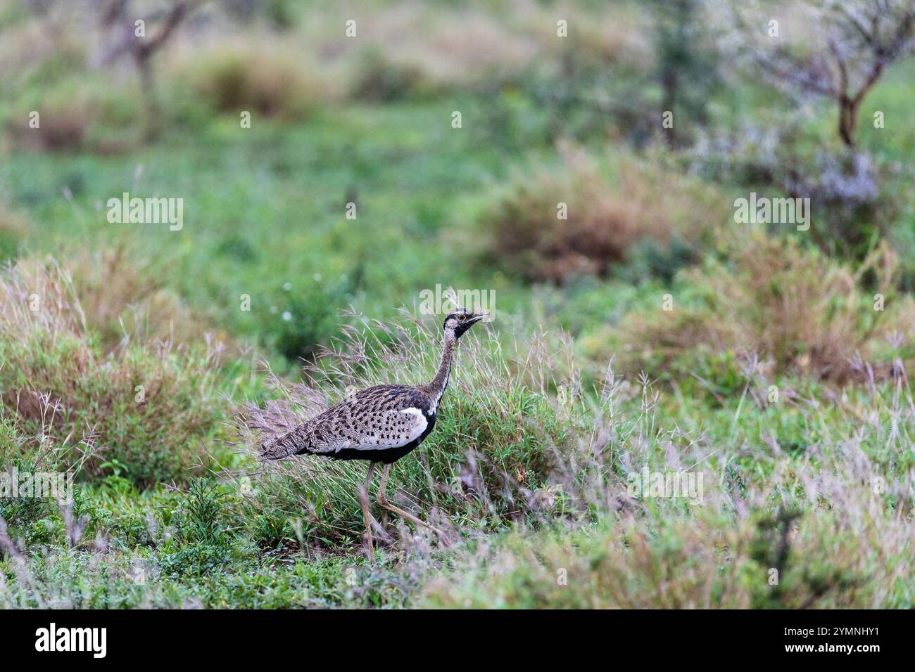 Outarde à ventre noir (Lissotis melanogaster), Zimanga, Afrique du Sud Banque D'Images