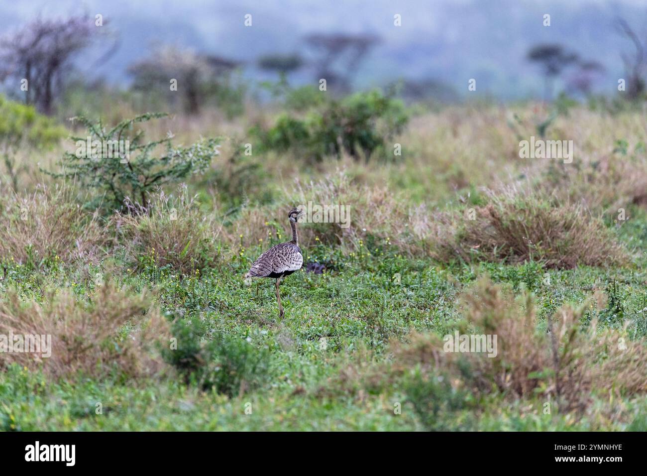 Outarde à ventre noir (Lissotis melanogaster), Zimanga, Afrique du Sud Banque D'Images