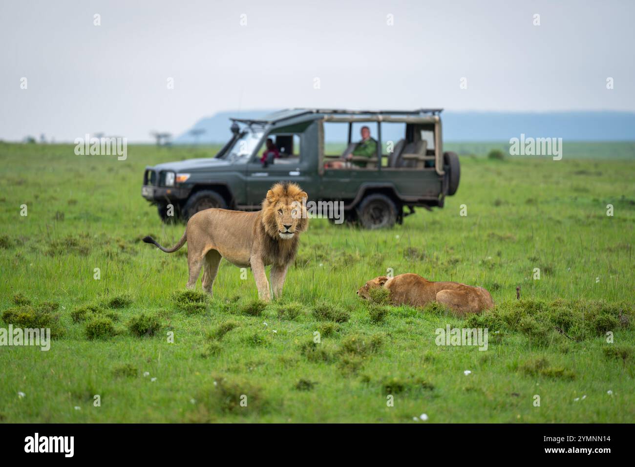 Le lion mâle se tient près de la lionne près de la jeep Banque D'Images