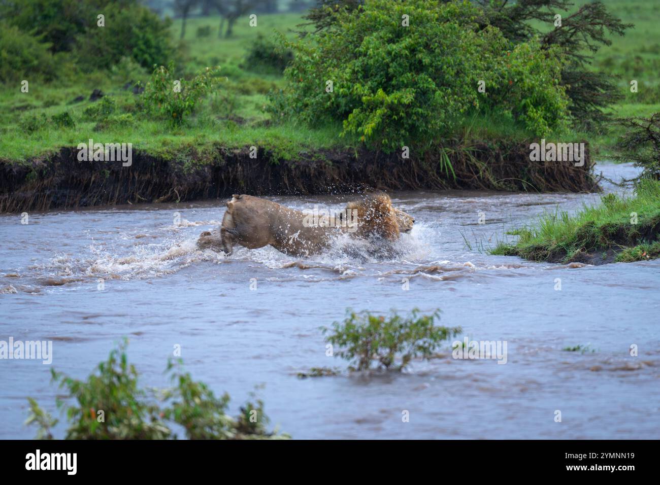 Le lion mâle éclabousse à travers la rivière près de la jeep Banque D'Images