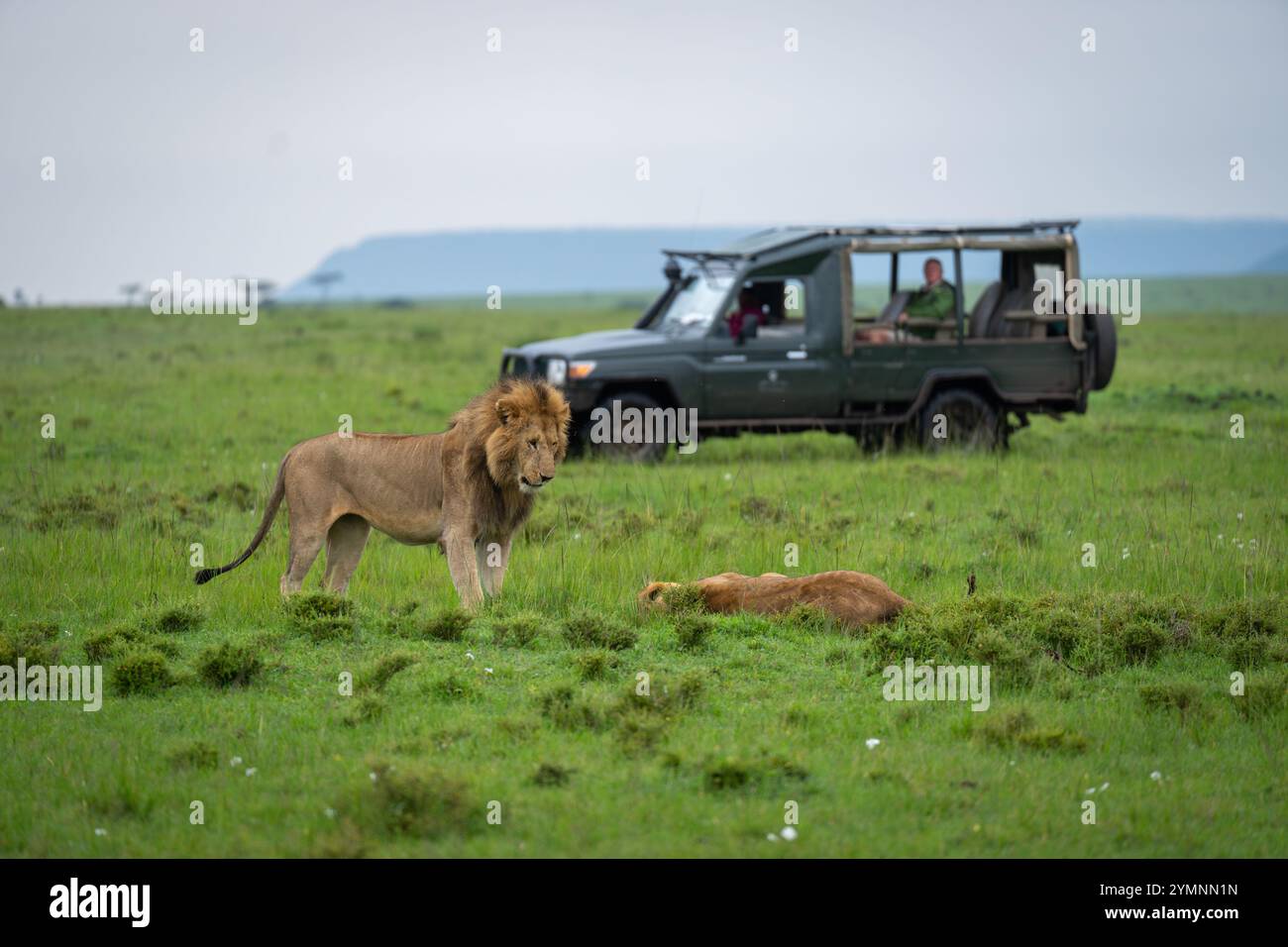 Le lion mâle se tient au-dessus de la lionne près de la jeep Banque D'Images