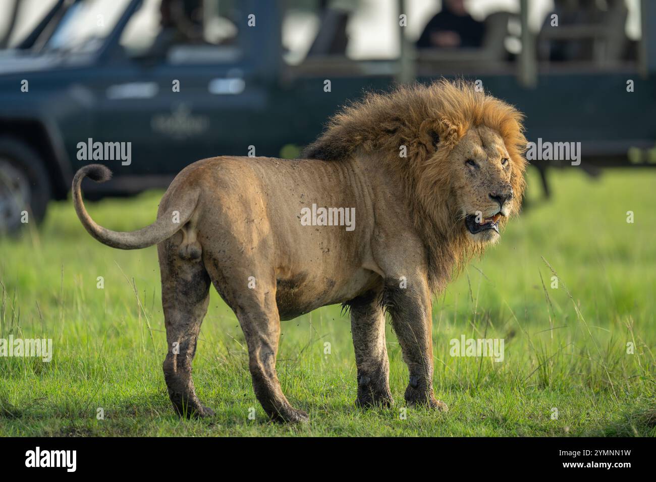 Le lion mâle se tient debout tournant la tête près de la jeep Banque D'Images