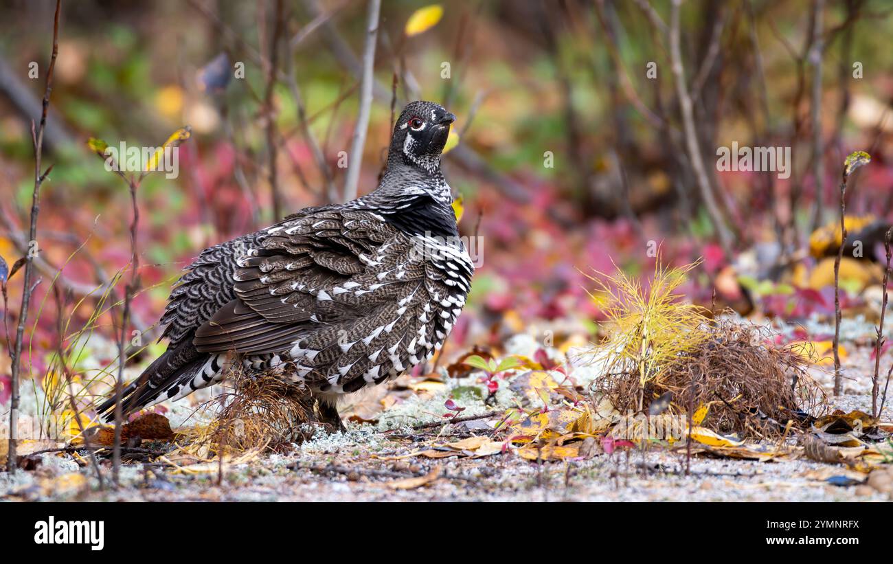 Tétras d'épinette mâle (Canachites canadensis) regardant la caméra, avec des plumes gonflées Banque D'Images