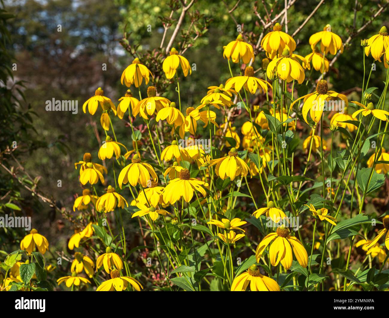 Jaune, la fin de l'été fleurs de la plante vivace à feuilles, fleurs coupées cône Rudbeckia laciniata 'Herbstsonne' Banque D'Images