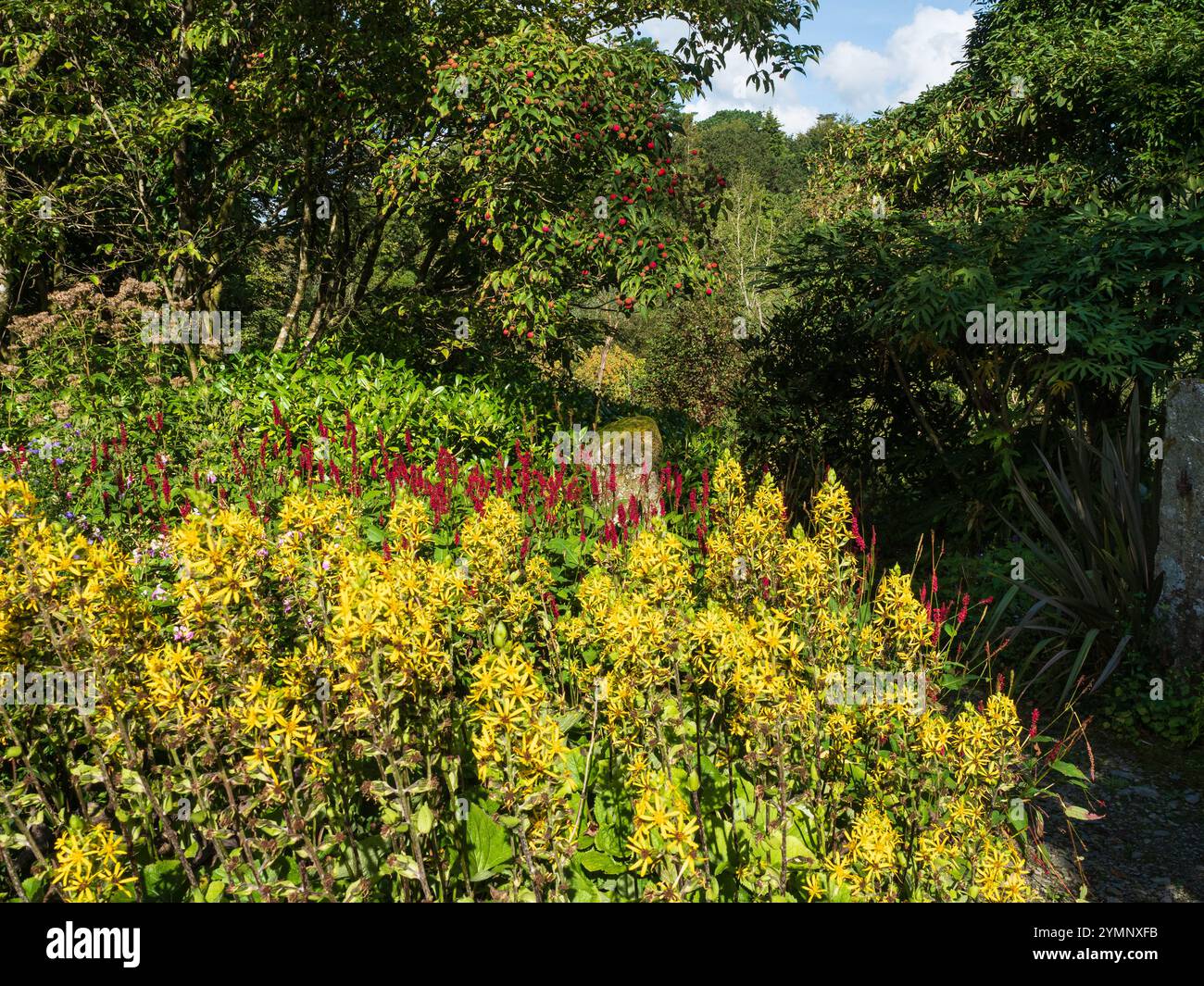 Semis en couches au début de l'automne avec Ligularia veitchiana, Persicaria amplexicaulis et Cornus kousa Banque D'Images