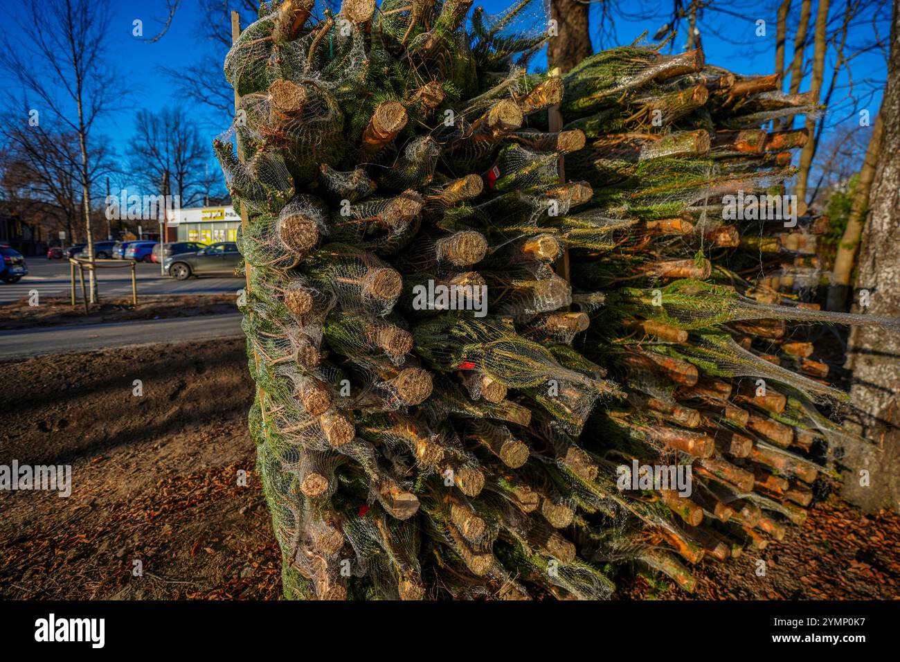 Oslo 20241122. Les arbres de Noël sont prêts à être vendus chez Lilleaker. Photo : Lise Aaserud / NTB Banque D'Images