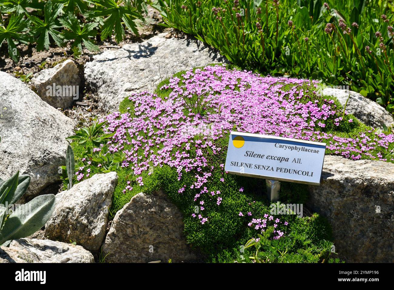 Plante de Silene acaulis excapa, appartenant à la famille des Caryophyllaceae, dans le jardin botanique alpin de Saussurea au Skyway Monte Bianco, Italie Banque D'Images