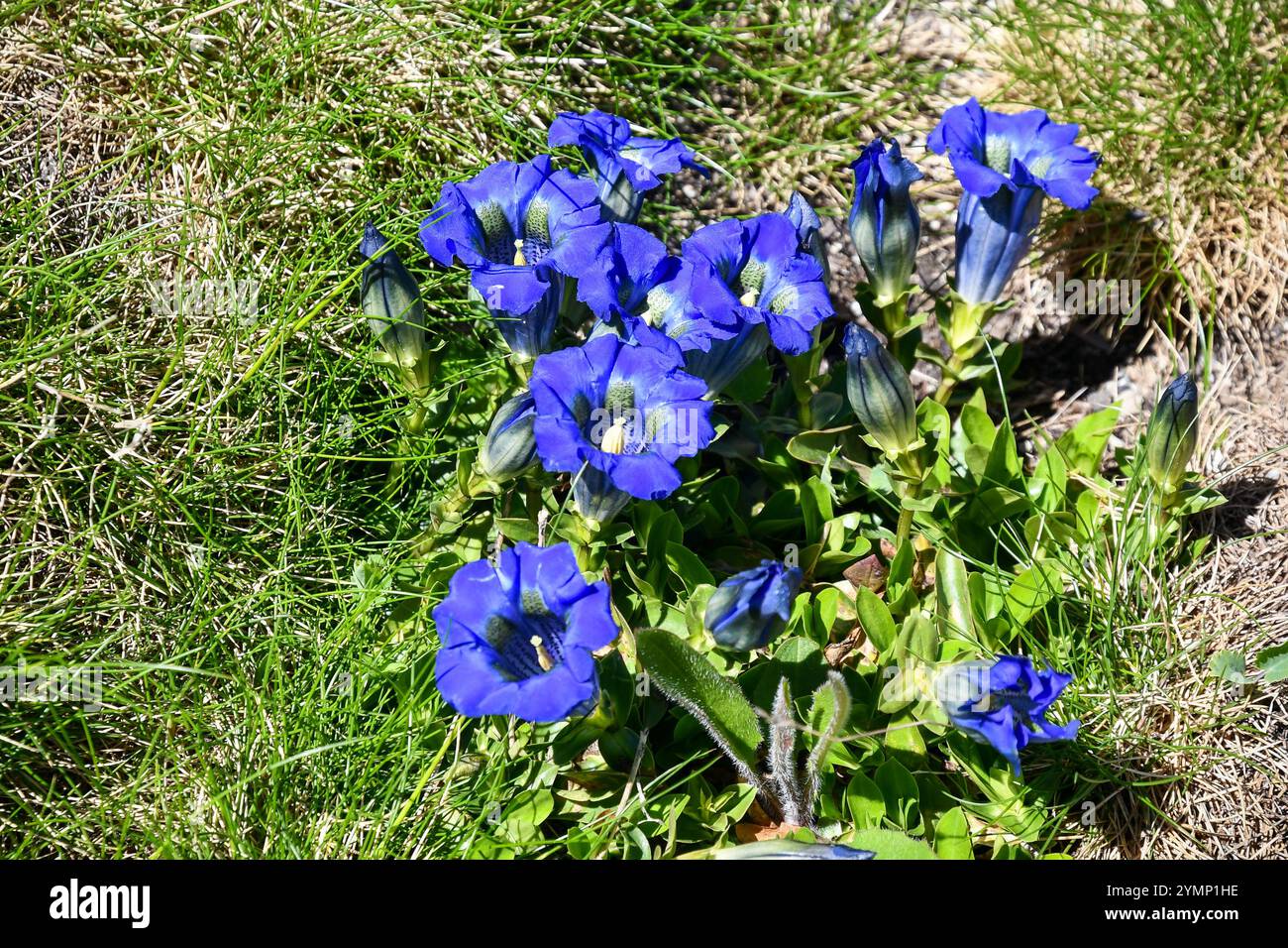 Gros plan de plantes de gentiane à fleurs sans tige ou de gentiane à trompette (Gentiana acaulis), dans le massif du Mont Blanc, Courmayeur, Vallée d'Aoste, Italie Banque D'Images