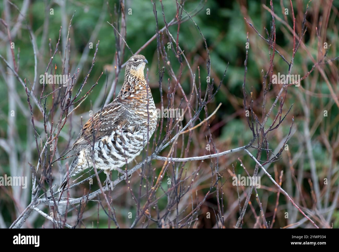 Tétras à volants femelles (Bonasa umbellus) perché sur une petite branche, dans la forêt en automne Banque D'Images