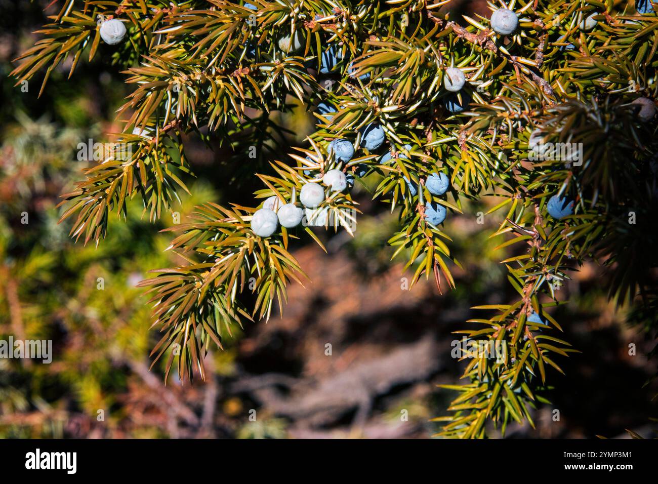 Baies de genièvre sur l'arbre de genièvre Banque D'Images