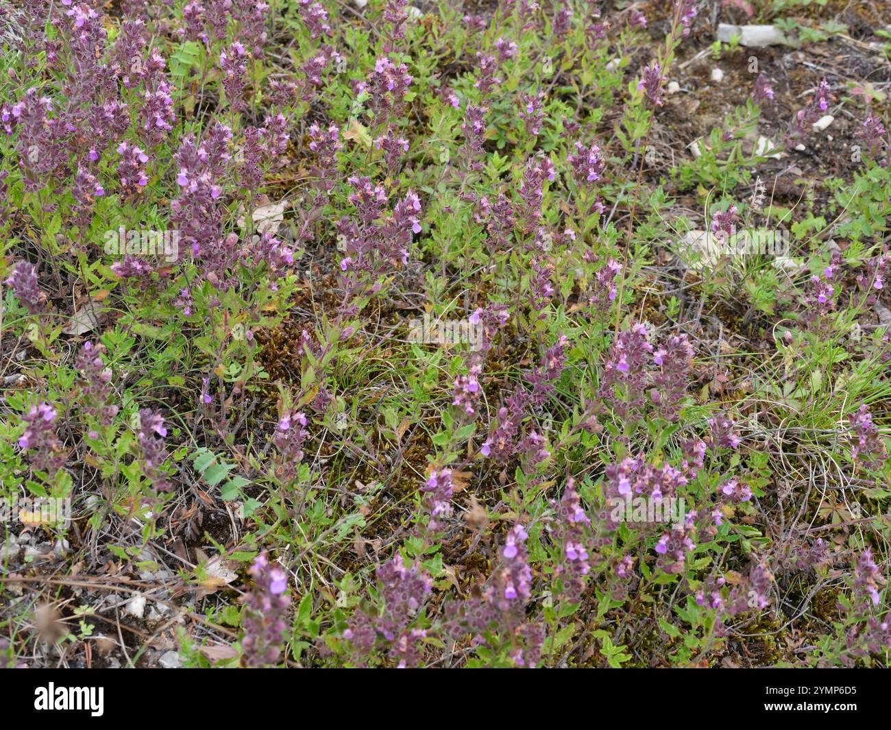 Coussin de thym fleuri rose-violet comme herbe culinaire et épice Banque D'Images