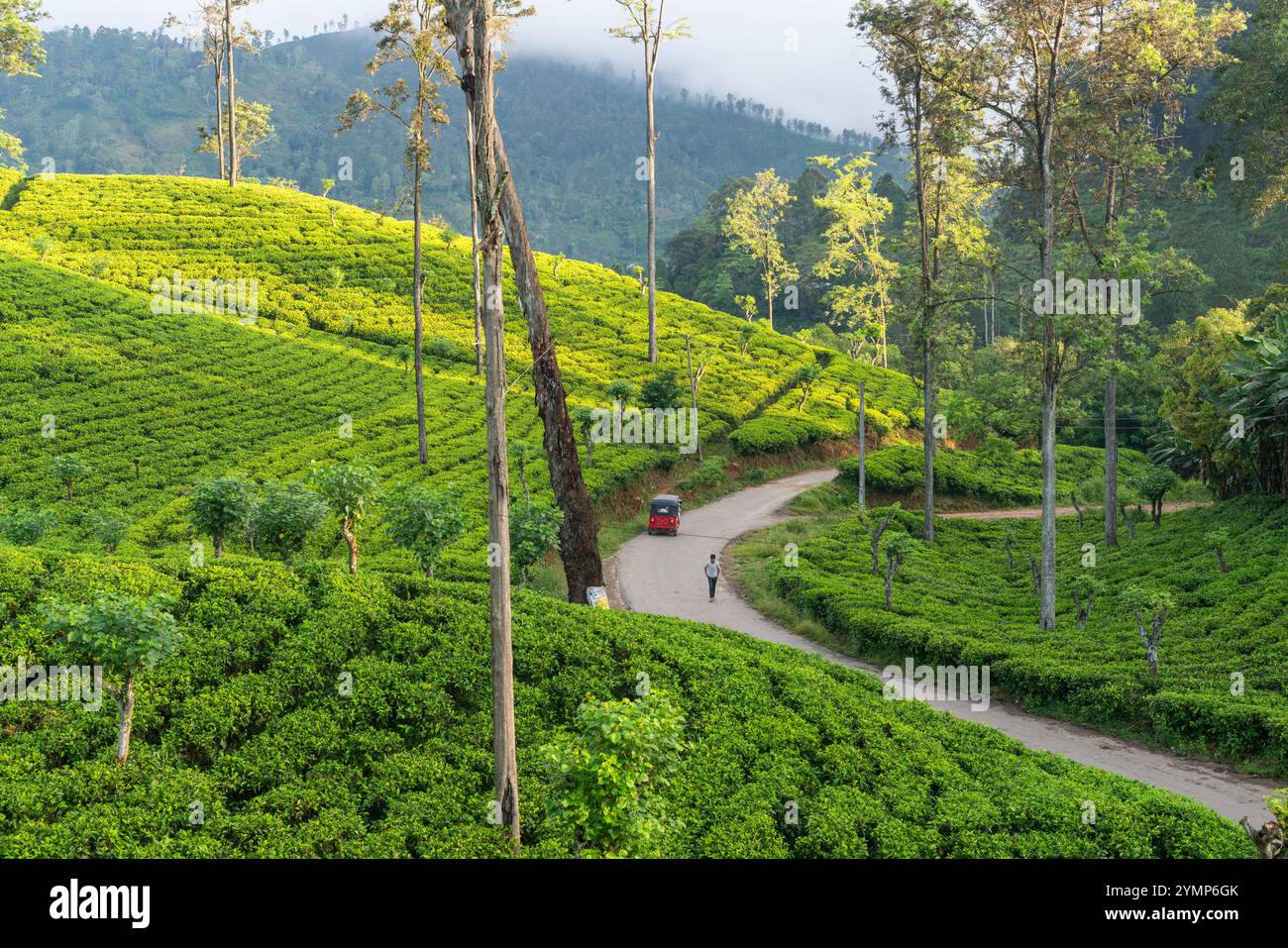 Plantations de thé, Ella, Southern Highlands, Sri Lanka Banque D'Images