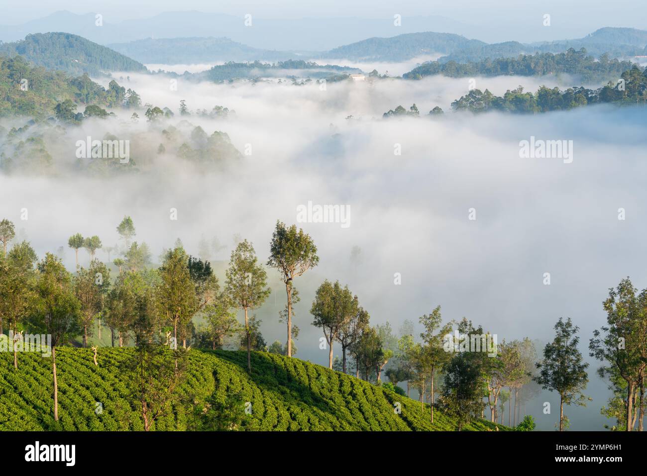 Tea Estate dans la brume du matin, Hapatule, Southern Highlands, Sri Lanka Banque D'Images