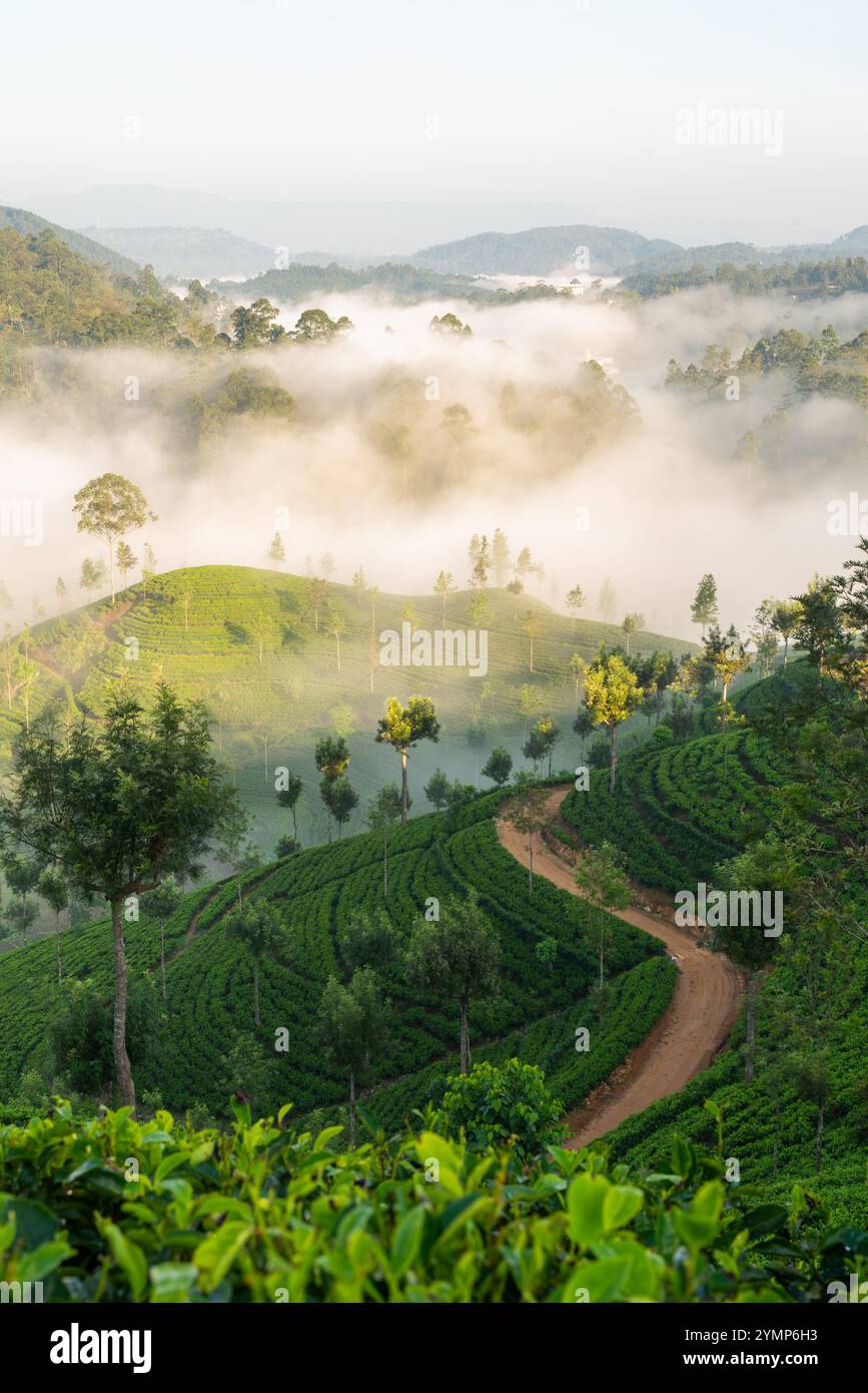 Tea Estate dans la brume du matin, Hapatule, Southern Highlands, Sri Lanka Banque D'Images