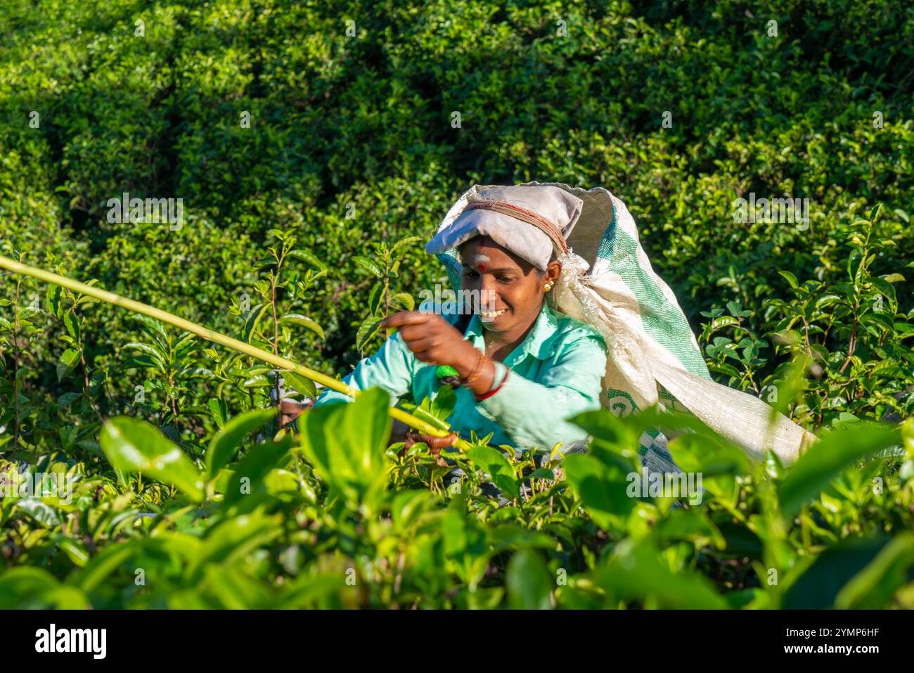 Cueillette de thé sur Tea Estate, Hapatule, Southern Highlands, Sri Lanka Banque D'Images