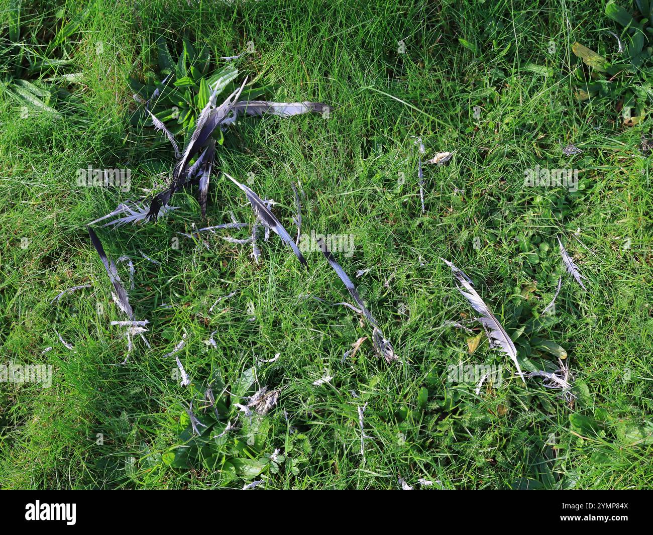 Toile de fond d'un amas de plumes d'oiseau grises et blanches sur une parcelle d'herbe verte dans un cimetière. Banque D'Images Toile de fond d'un amas de plumes d'oiseau grises et blanches sur une parcelle d'herbe verte dans un cimetière. Banque D'Images