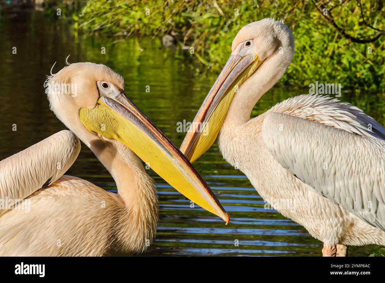 Londres, Royaume-Uni. 22 novembre 2024. Les six grands pélicans blancs (Pelecanus onocrotalus) résidant à St James' Park profitent clairement de leur journée en se prélassant sous le beau soleil, avant de se nourrir quotidiennement avec des poissons par l'un des rangers du parc. Les pélicans, nommés Gargi, Isla, Tiffany, Sun, Moon et Star errent librement dans le parc, mais sont pris en charge par le personnel des parcs royaux qui se soucie beaucoup de leur bien-être. Crédit : Imageplotter/Alamy Live News Banque D'Images