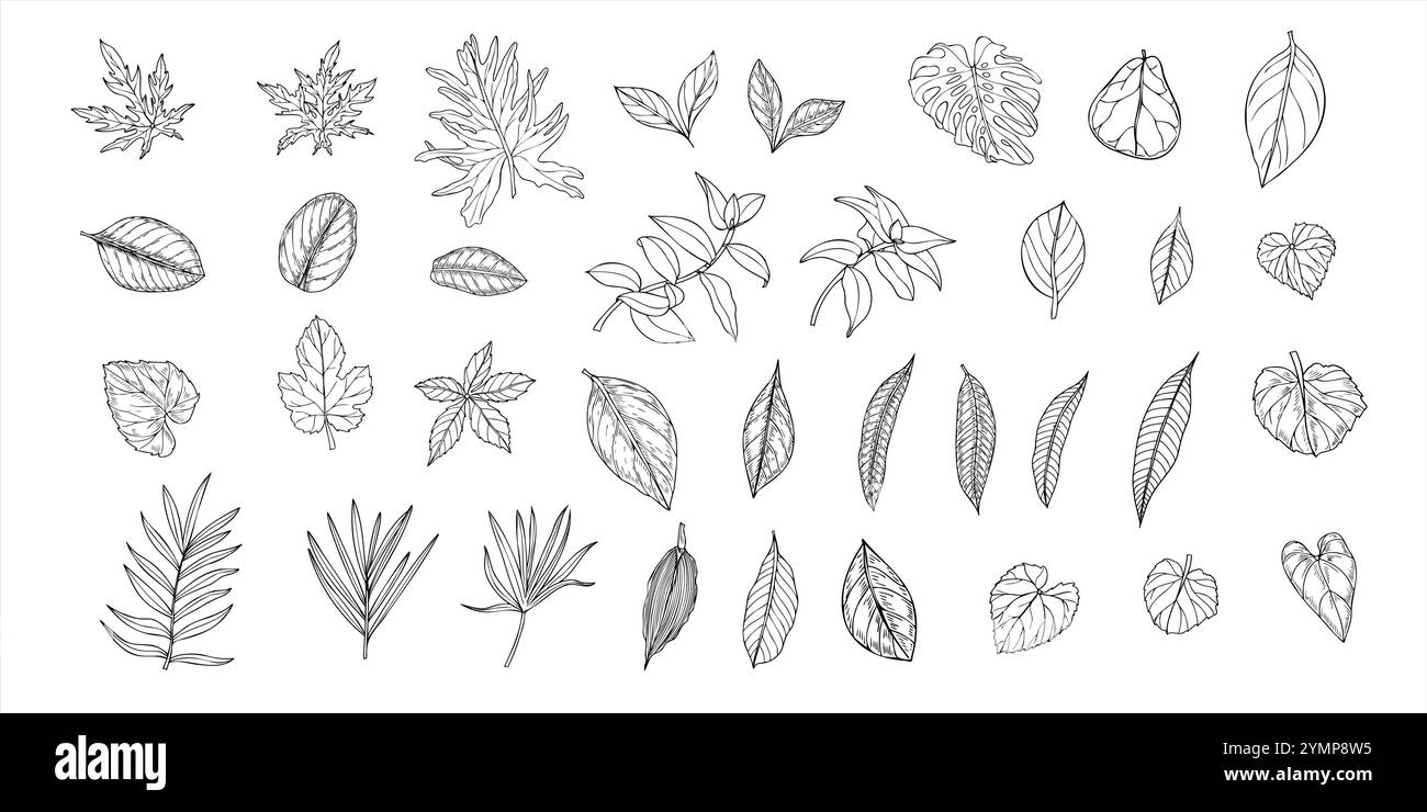 Ensemble de feuilles tropicales vecteur illustration isolée peinte par des encres noires. Dieffenbachia, Ficus, calathea, monstera, ctenanta feuillage graphi réalistes Illustration de Vecteur