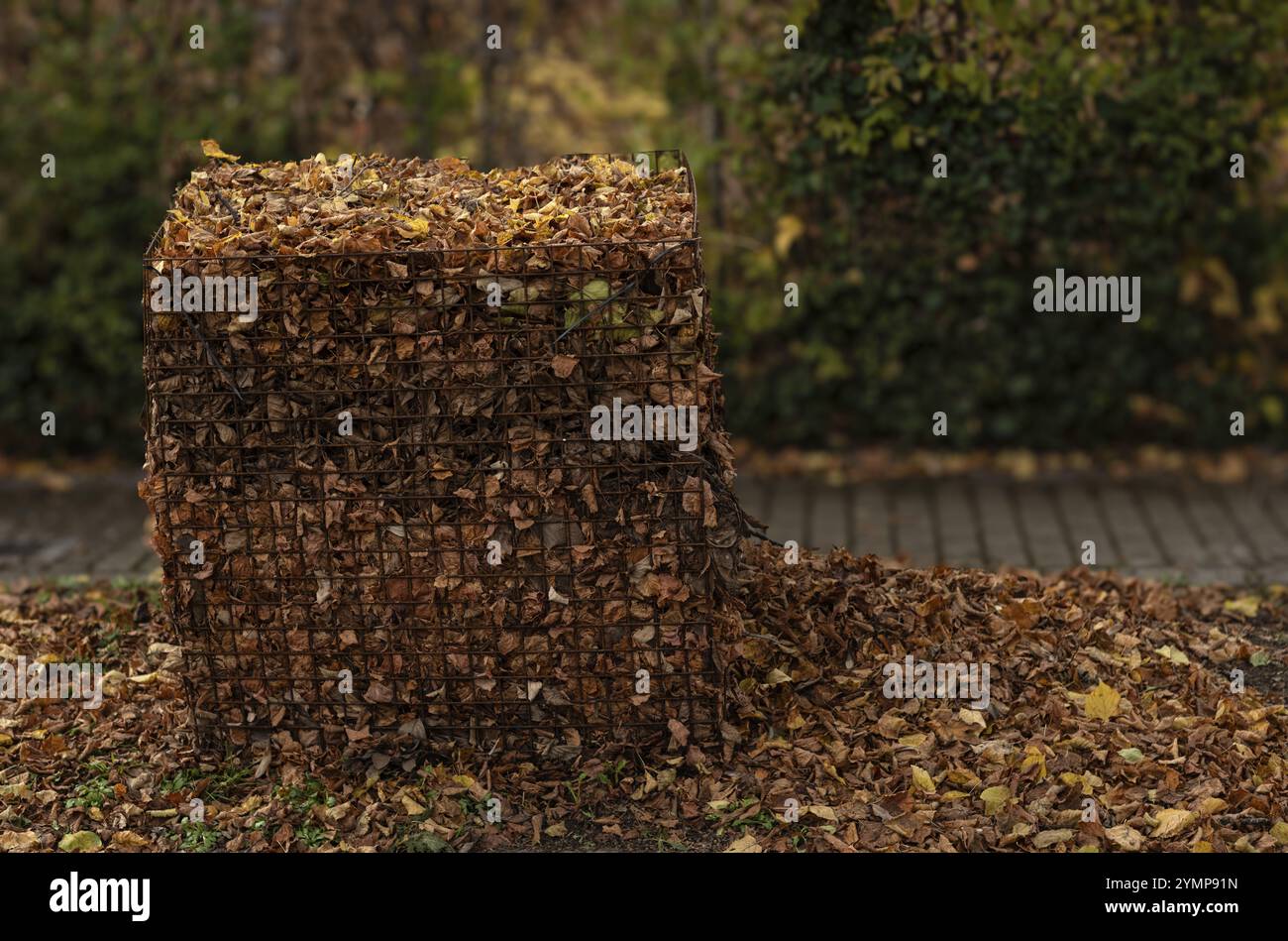 Bac de collecte de feuilles rempli, bac de collecte pour les feuilles dans des endroits avec de nombreux arbres le long de la route, plein, trottoir, zone résidentielle, automne, Stuttgar Banque D'Images