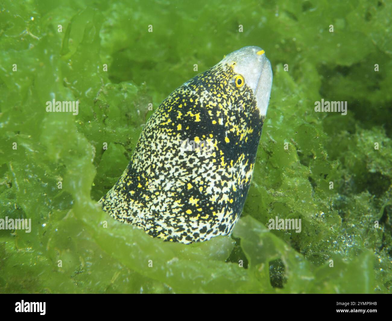 Une moraie avec un motif jaune, moraie tachetée en étoile (Echidna nebulosa), jetant un coup d'œil sur les algues vertes, site de plongée secret Bay, Gilimanuk, Bali, Indon Banque D'Images