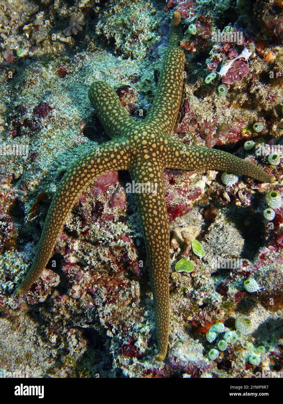 Étoiles de mer vert orangé, étoiles de mer de Nouvelle-Calédonie, étoiles de mer jaune (Nardoa novaecaledoniae), sur récif corallien en mer, site de plongée Toyapakeh, Nusa Cenin Banque D'Images