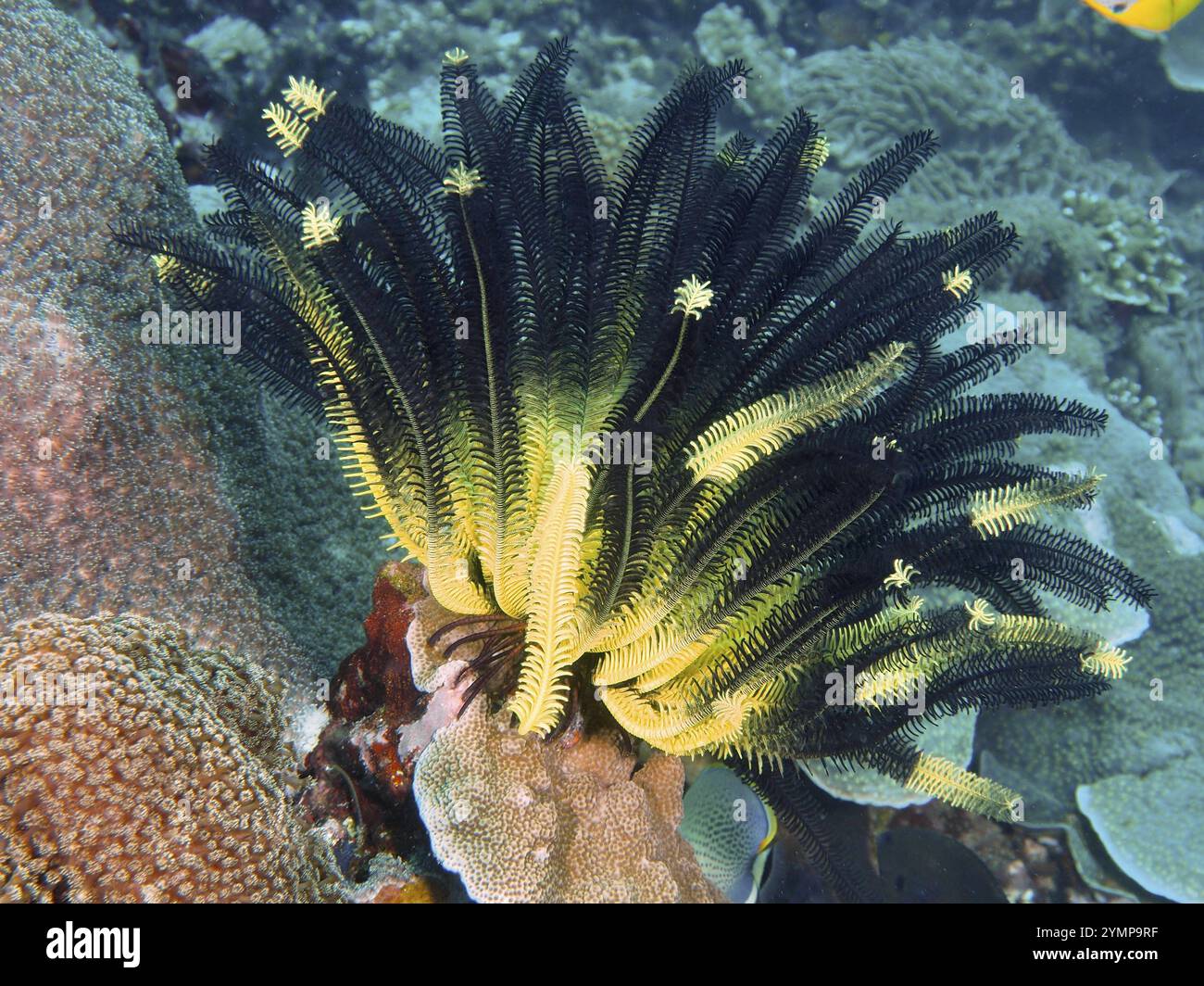 Jaune vif-noir Yellow Feather Star, Bushy Feather Star, variable Yellow Feather Star (Comaster schlegelii), sur le récif corallien dans l'océan, site de plongée Banque D'Images
