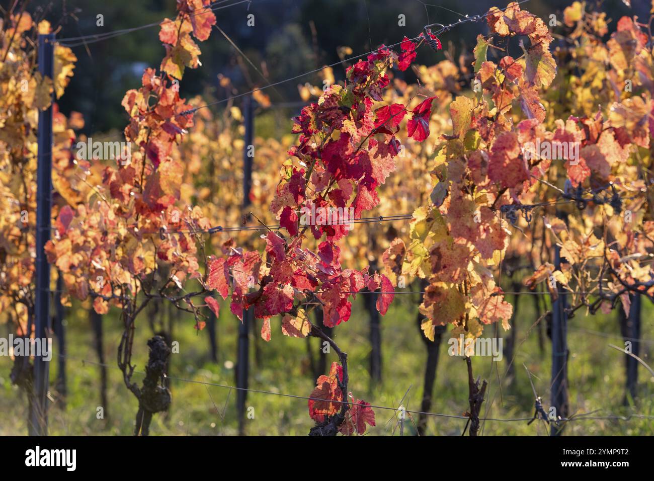 Vignoble d'automne aux feuilles colorées en plein soleil, Bade-Wuerttemberg, Allemagne, Europe Banque D'Images