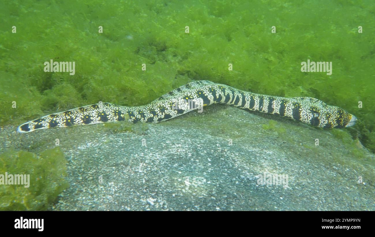 Une moraie mouchetée, une moraie étoilée repérée (Echidna nebulosa), se déplaçant à travers les fonds marins, site de plongée secret Bay, Gilimanuk, Bali, Indonésie, Asie Banque D'Images