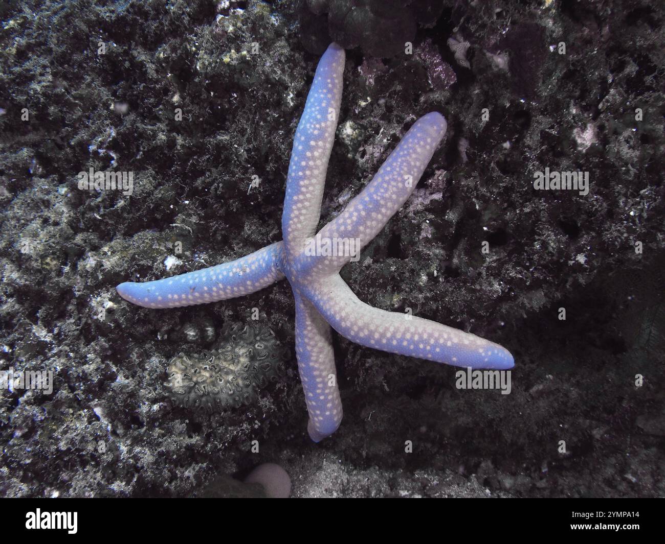 Étoile de mer bleue (Blue Linckia laevigata), variante bleu-blanc, sur fond de corail foncé dans la mer, site de plongée Pidada, Penyapangan, Bali, Indonésie, Asie Banque D'Images