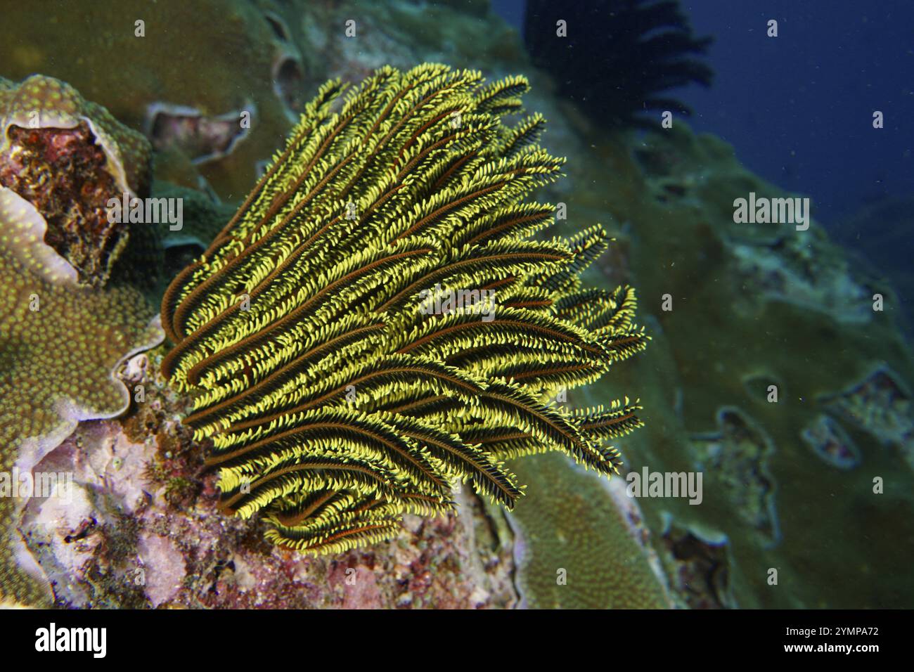 Étoile à plume jaune avec pointes sombres, étoile à plume Bushy, étoile à plume variable (Comaster schlegelii), sur le récif corallien sous l'eau, site de plongée SD, Nusa CEN Banque D'Images