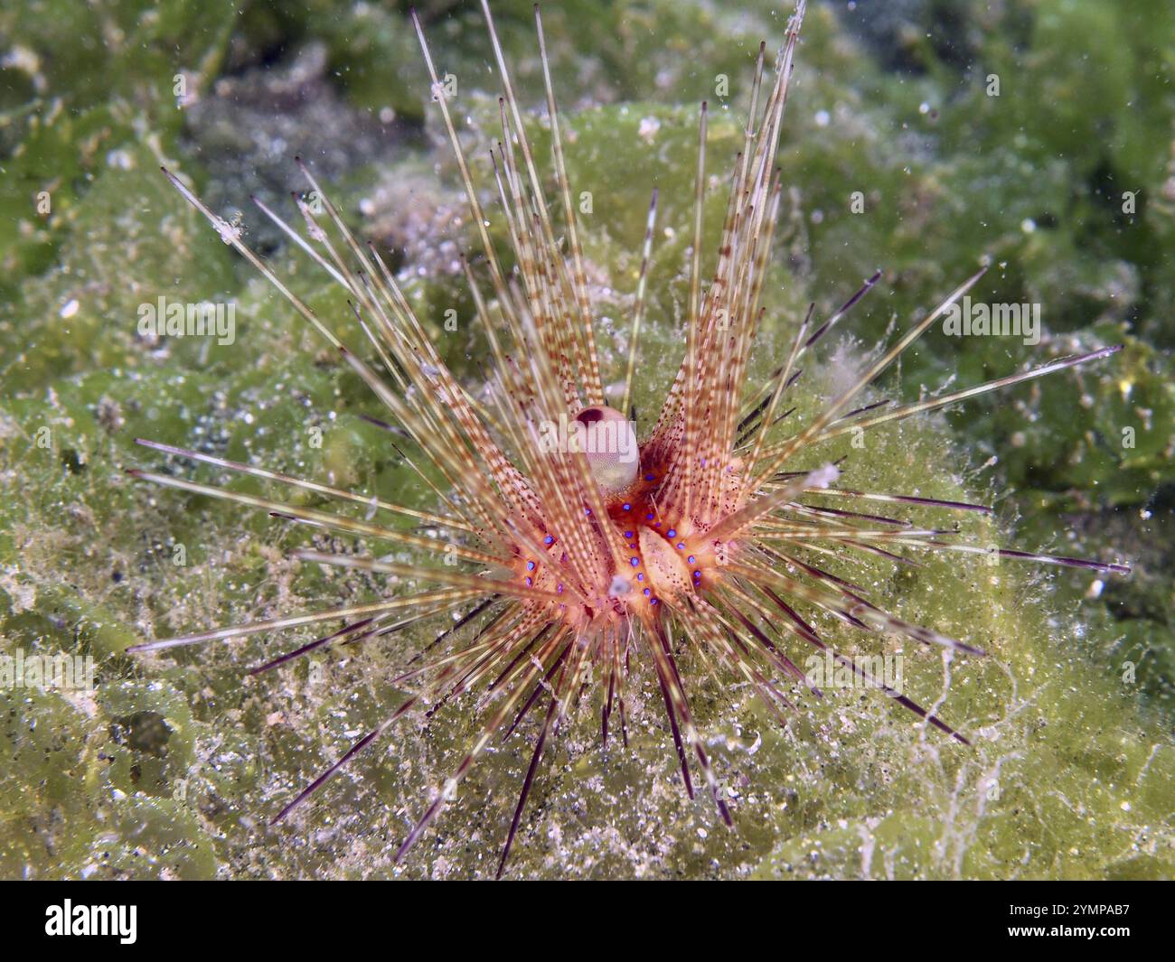 Oursin coloré avec de longues épines, oursin à feu variable, oursin à tache bleue (Astropyga radiata), sur fond marin vert, site de plongée secret Bay, GI Banque D'Images