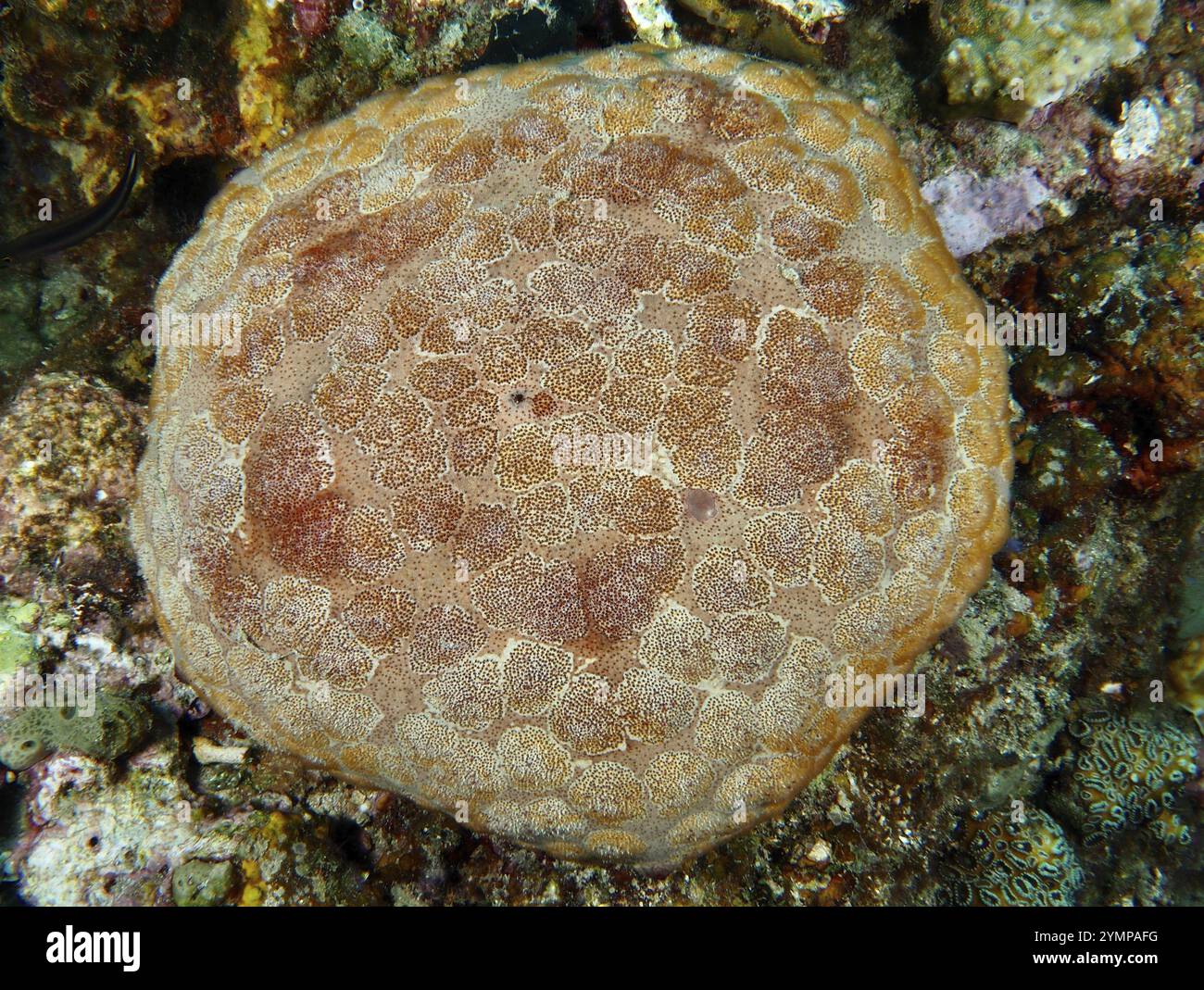 Créature marine ronde et à motifs, grande étoile de mer de coussin (Culcita novaeguineae), couchée sur le récif corallien, site de plongée rencontres rapprochées, Permuteran, Bali, I Banque D'Images