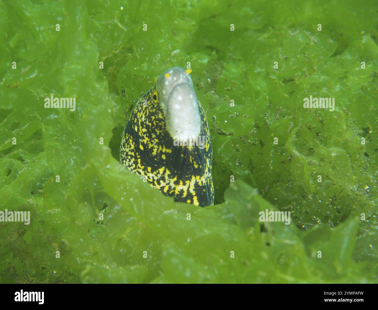 Une moraie, moraie repérée par des étoiles (Echidna nebulosa), regarde depuis sa cachette dans les algues vertes, site de plongée secret Bay, Gilimanuk, Bali, Indonésie Banque D'Images