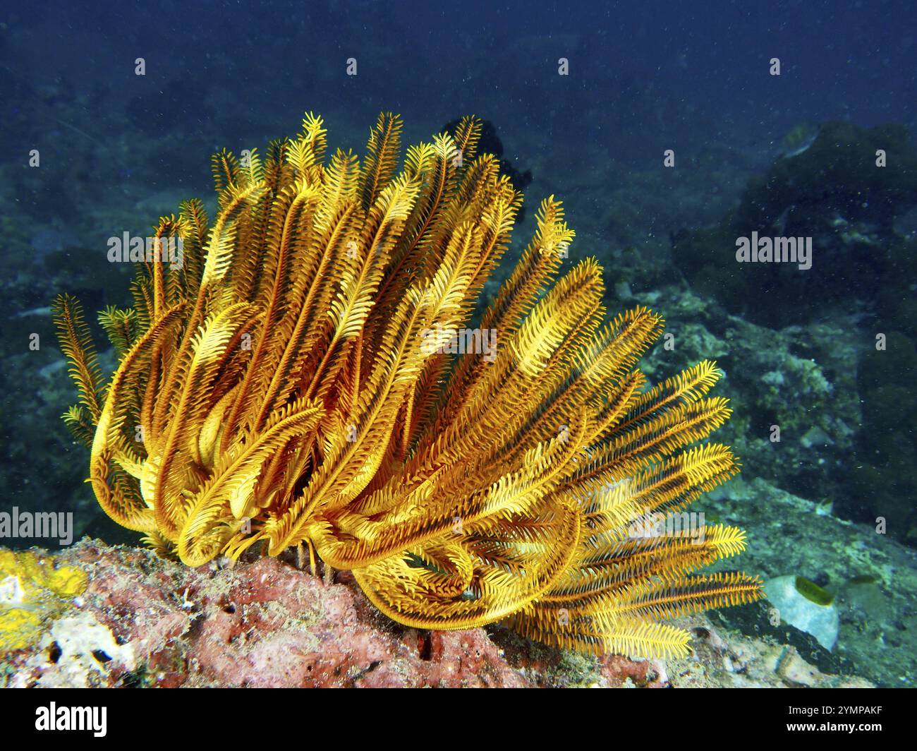 Orange-jaune brillant étoile de plume jaune, étoile de plume Bushy, étoile de plume jaune variable (Comaster schlegelii), au-dessus des coraux dans l'océan profond, plongez Banque D'Images