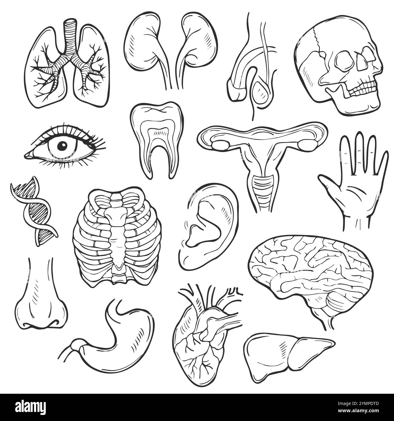 Ensemble d'icônes Doodle Human Body. Collection d'illustrations d'esquisse Orgues Vector. Anatomy Banner dessin à la main ligne style art. Illustration de Vecteur