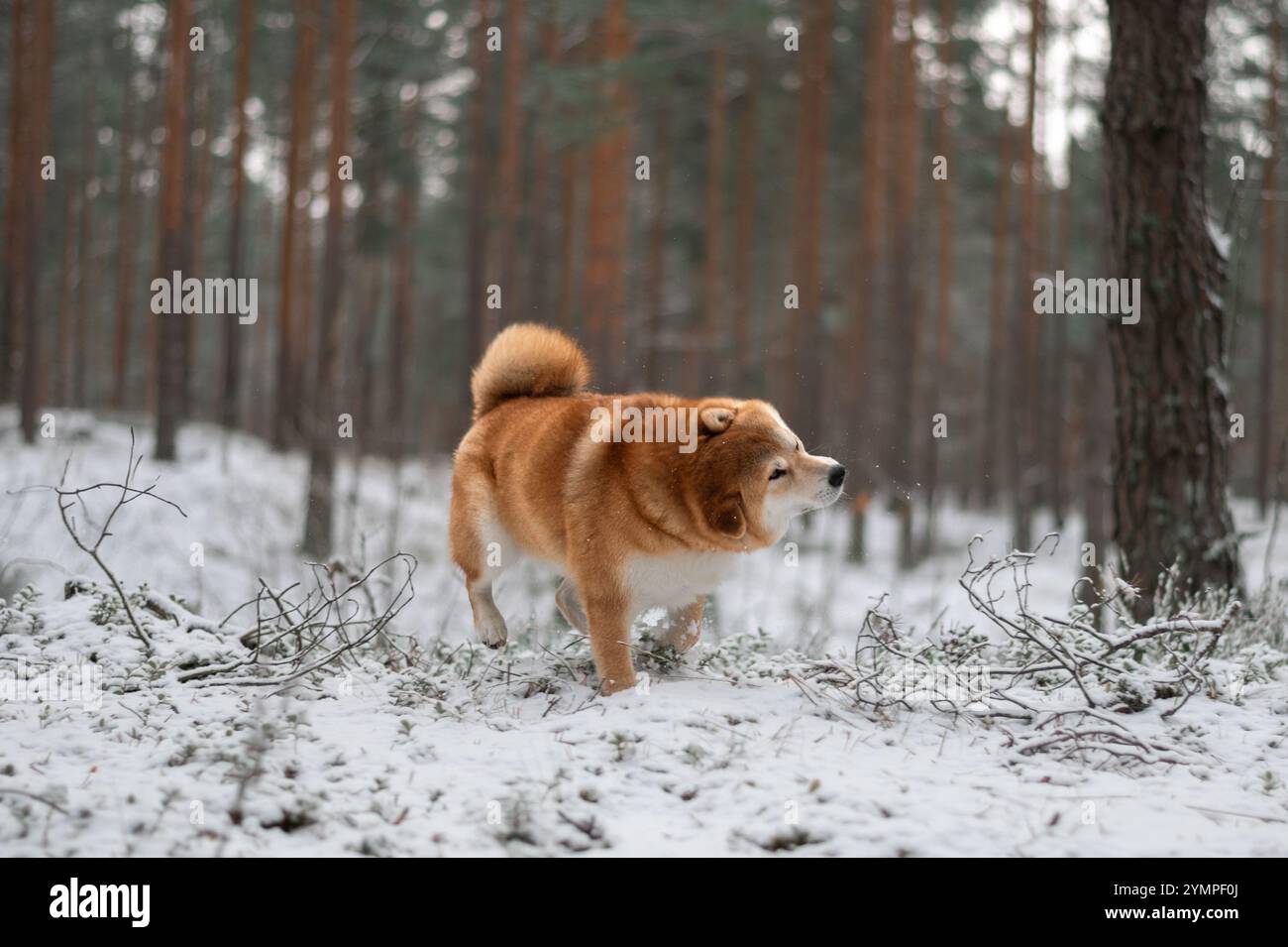 Shiba inu chien secoue la neige de sa fourrure dans la forêt de pins couverte de première neige. Banque D'Images