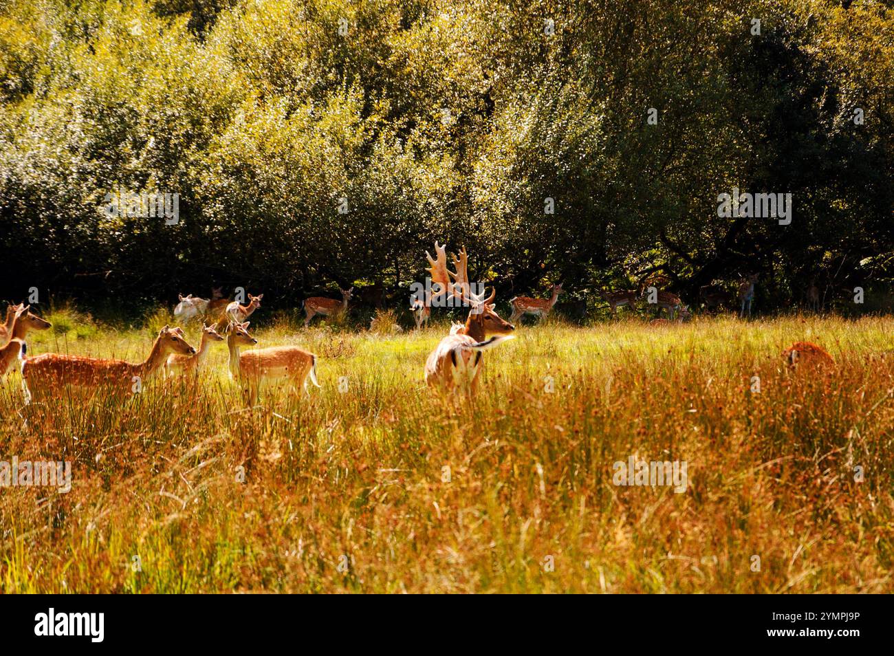 Cerfs à New Forest, Hampshire, Angleterre, Royaume-Uni. Banque D'Images