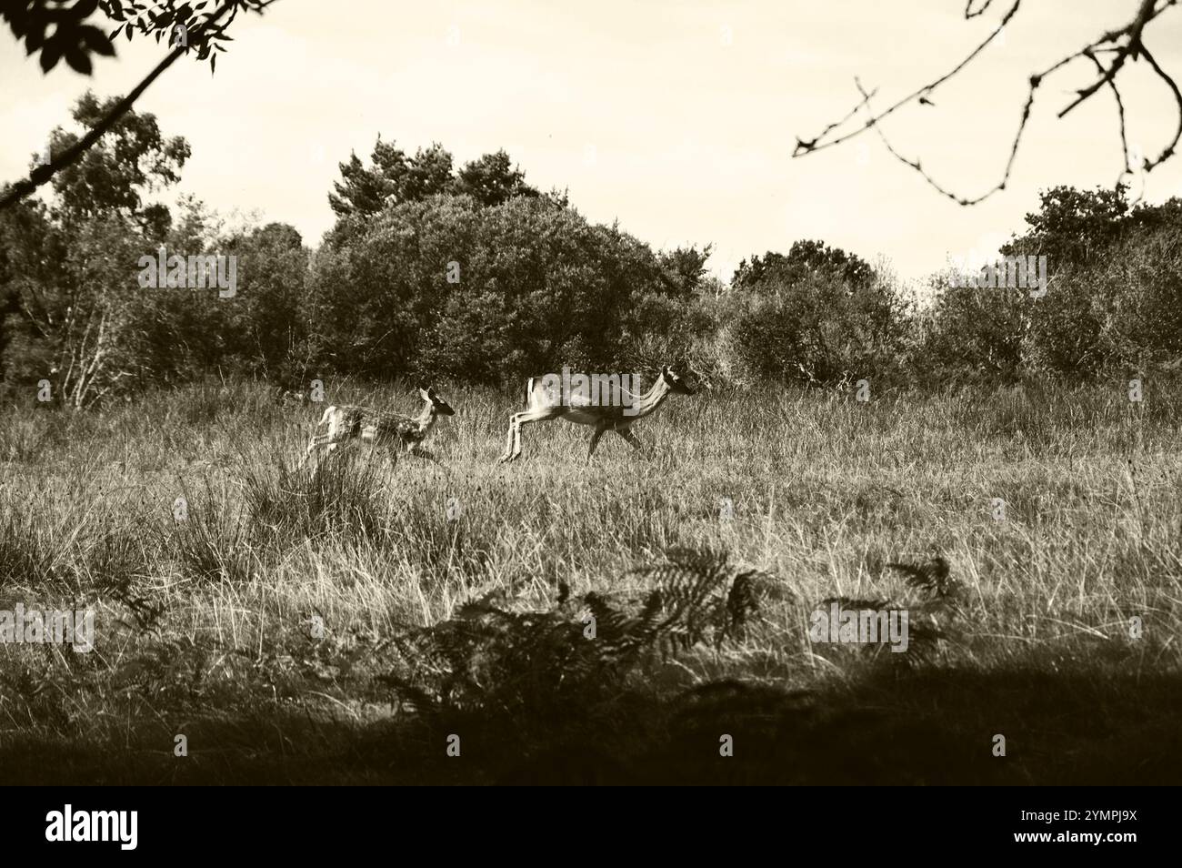 Cerfs à New Forest, Hampshire, Angleterre, Royaume-Uni. Biche adulte avec faon. Photo historique de Sépia. Banque D'Images