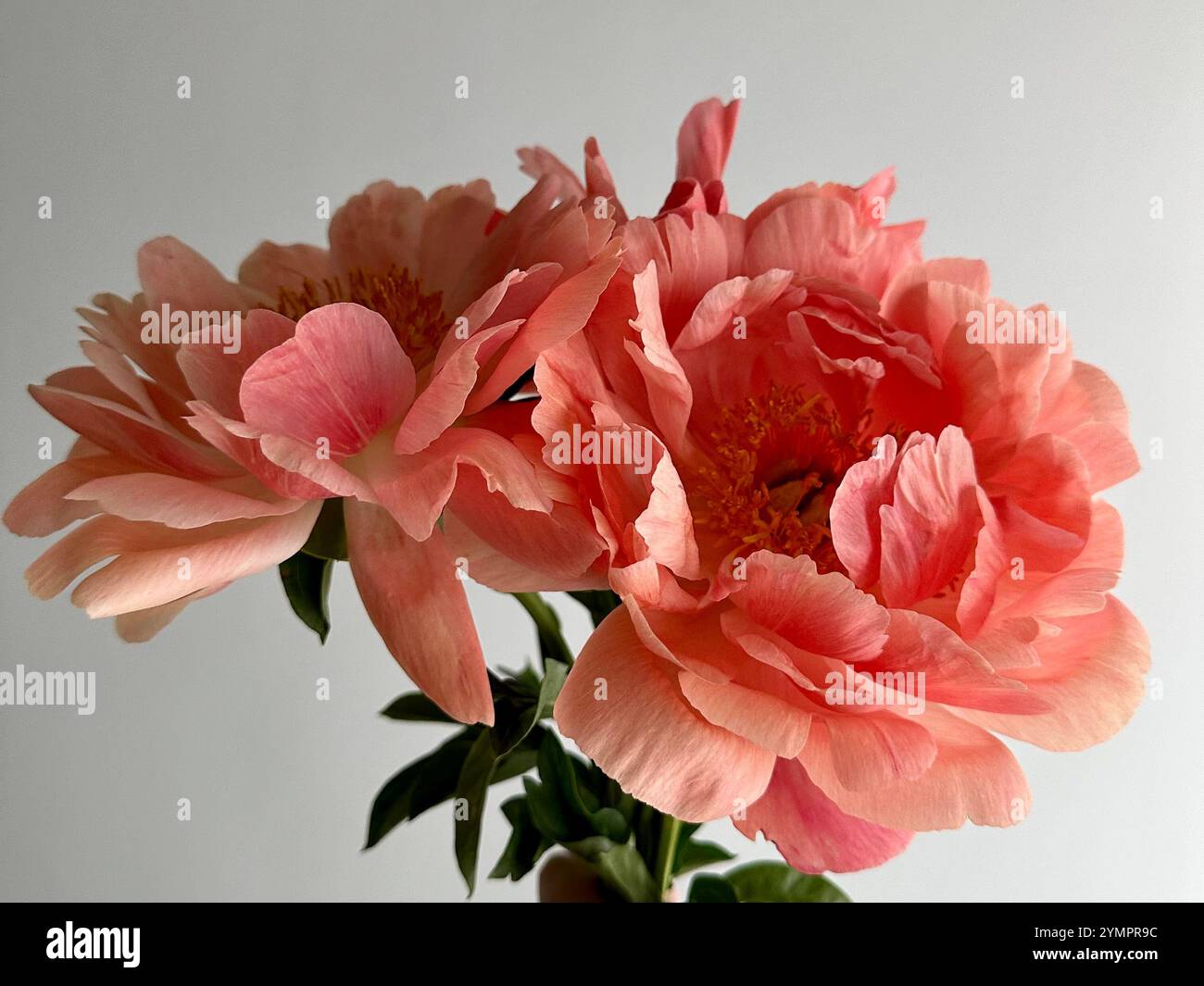 Pivoines fraîches charme corail Banque D'Images