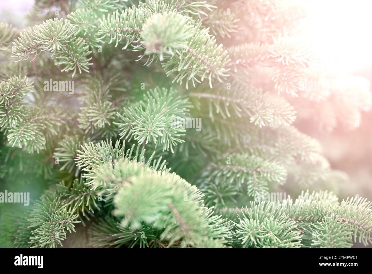 Fond enneigé d'hiver de Noël avec branche verte d'épinette. Banque D'Images