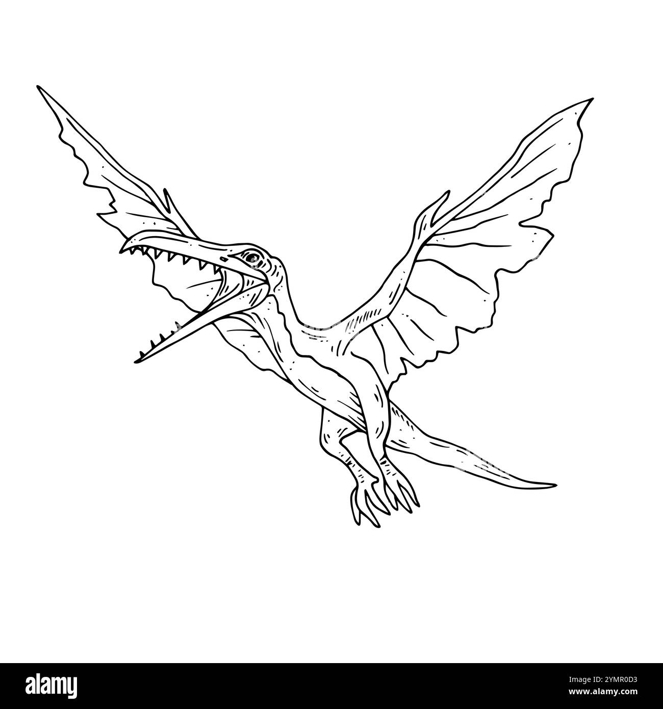 Vecteur graphique dinosaure noir et blanc. Illustration de ligne noire avec ptérodactyl dans le style d'encre. Deux versions - avec et sans remplissage Illustration de Vecteur