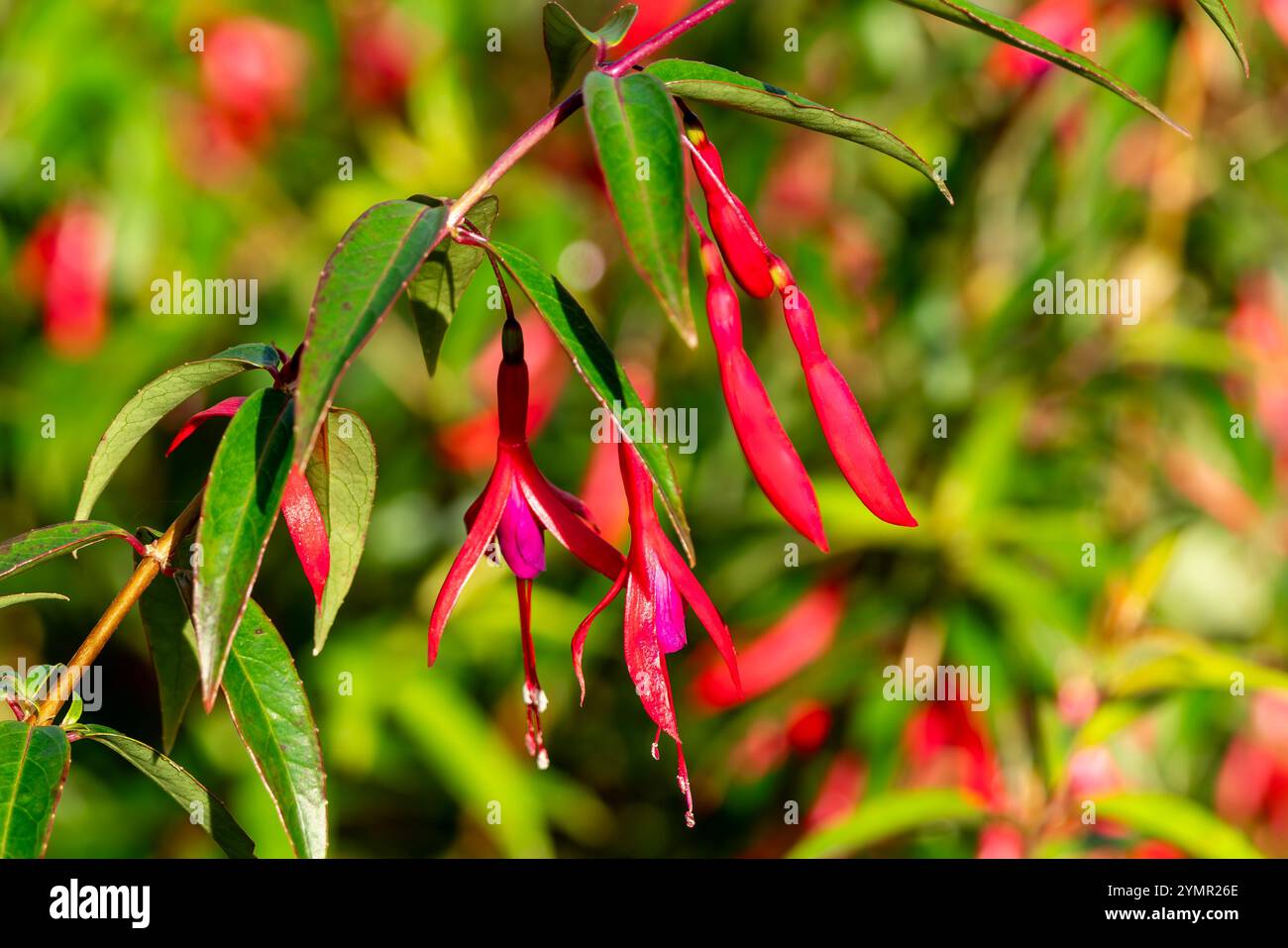 Fuchsia hatschbachii une plante arbuste pérenne à fleurs d'été d'automne robuste avec une fleur rouge violette d'été, communément connue sous le nom de fuschia de Hatschbach Banque D'Images