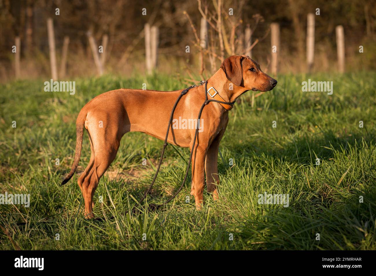 Chiot Rhodesian Ridgeback, portrait féminin de 5 mois. Portrait d'un chien Rhodésien de race pure à crête dorsale dans un jour d'automne Banque D'Images