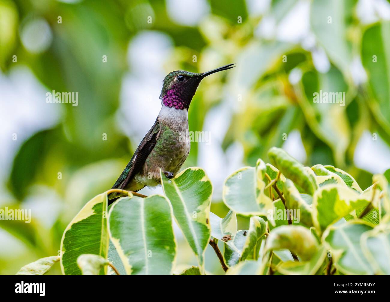 Colibri Améthyste mâle coloré Woodstar (Calliphlox amethystina) perché sur une branche. Espírito Santo, Brésil. Banque D'Images