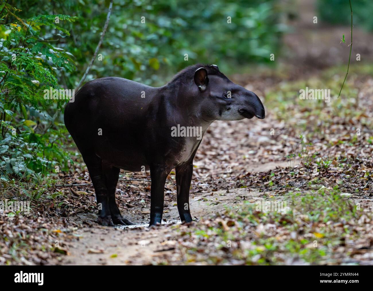 Un tapir sud-américain (Tapirus terrestris) qui se nourrit en forêt. Espírito Santo, Brésil. Banque D'Images