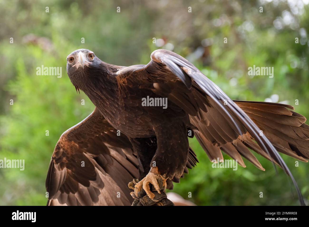 Aigle à queue caillée, Aquila audax, oiseau de proie australien rapace, gros plan détaillé, écosystème naturel de chasseurs de prédateurs, sanctuaire de la faune Banque D'Images