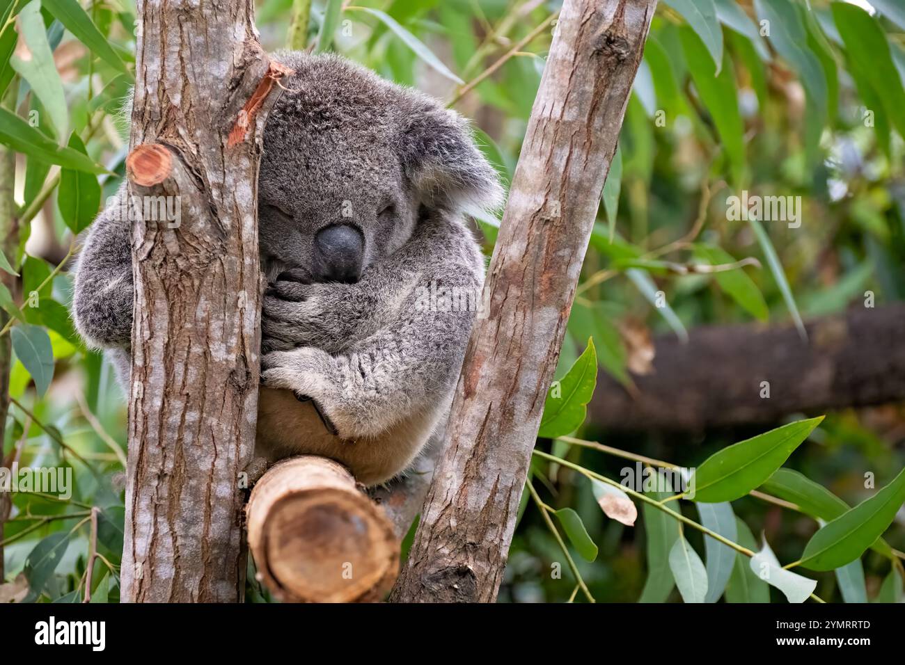 koala, marsupial australien emblématique, eucalyptus endormi, réserve naturelle de Currumbin, Gold Coast Queensland, tourisme touristique Banque D'Images
