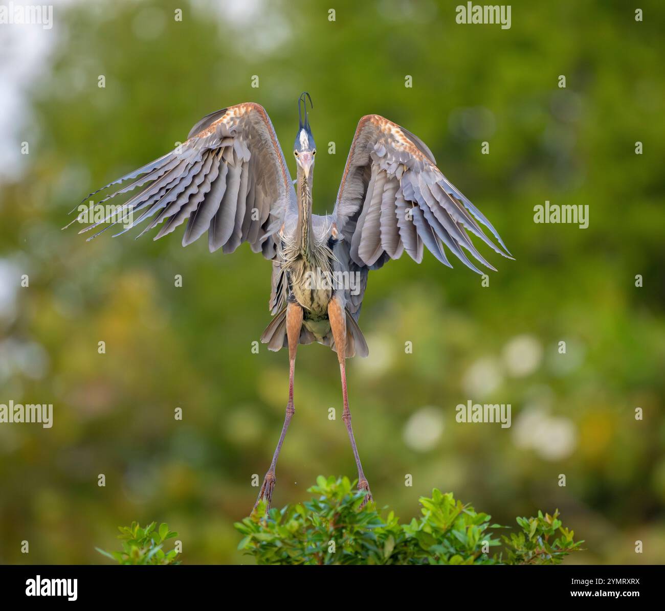 Grand Héron bleu (Ardea herodias). Marche à l'Audubon Venice Rookery, Floride. Banque D'Images Grand Héron bleu (Ardea herodias). Marche à l'Audubon Venice Rookery, Floride. Banque D'Images